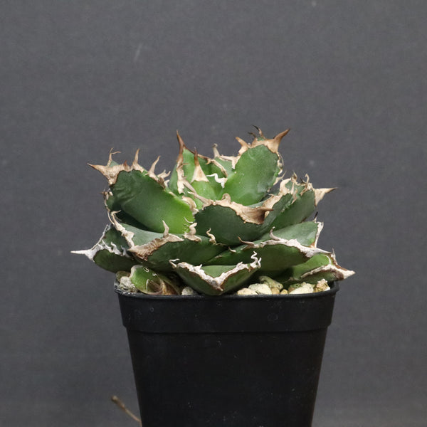 【DRAGON AGAVE】アガベ 清櫻　EC1241