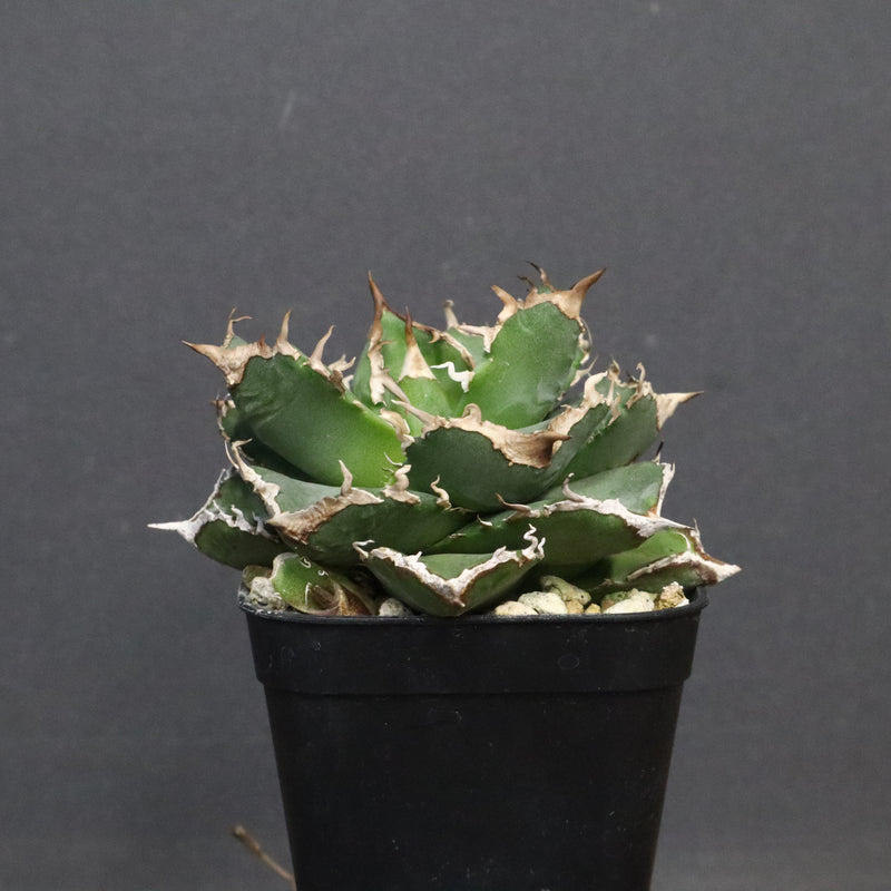 【DRAGON AGAVE】アガベ 清櫻　EC1241