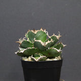 【DRAGON AGAVE】アガベ 清櫻　EC1241