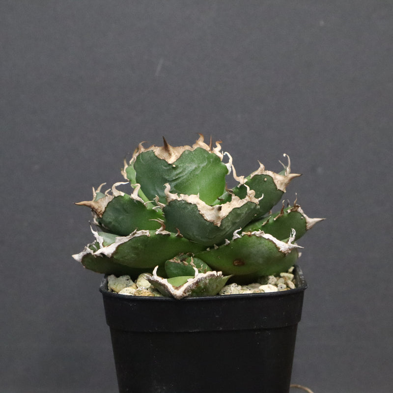 【DRAGON AGAVE】アガベ 清櫻　EC1241