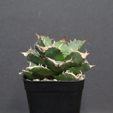 【DRAGON AGAVE】アガベ 清櫻　EC1241