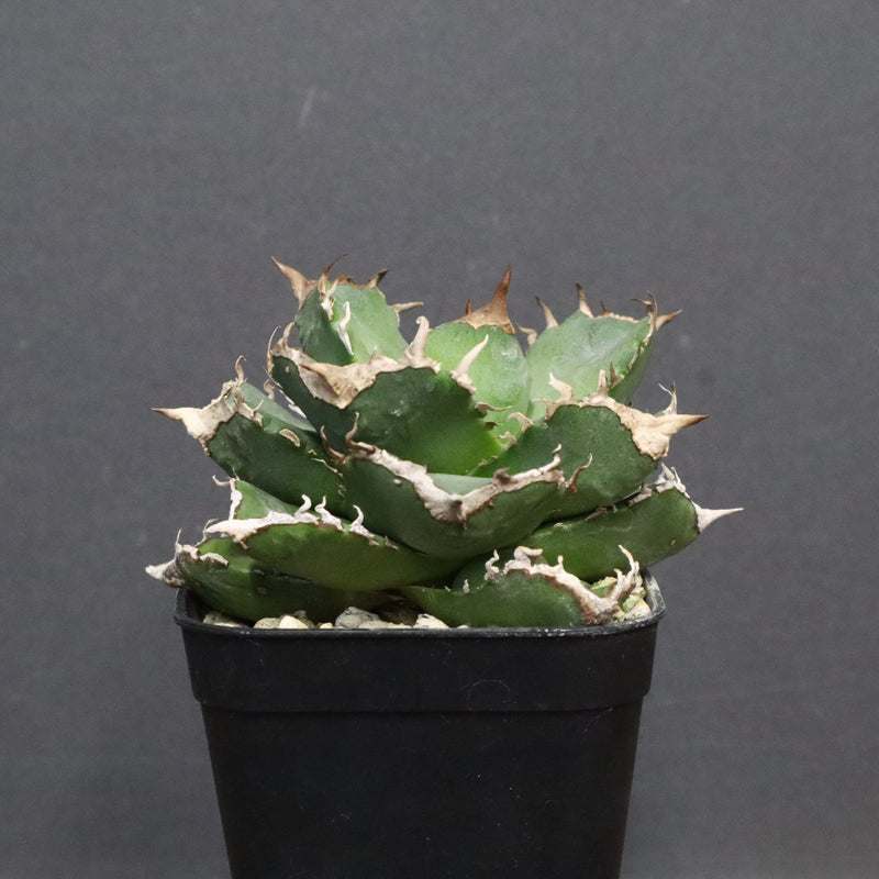 【DRAGON AGAVE】アガベ 清櫻　EC1241