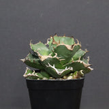 【DRAGON AGAVE】アガベ 清櫻　EC1241