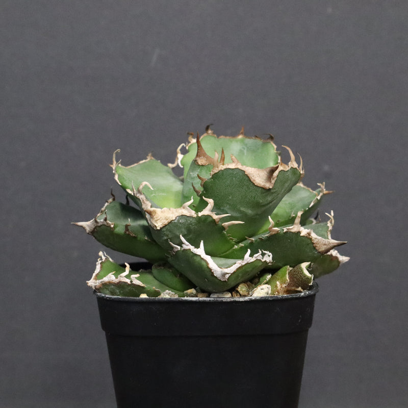 【DRAGON AGAVE】アガベ 清櫻　EC1241