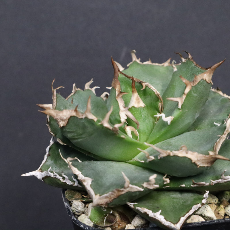 【DRAGON AGAVE】アガベ 清櫻　EC1241