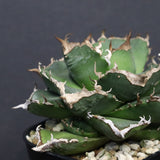 【DRAGON AGAVE】アガベ 清櫻　EC1241