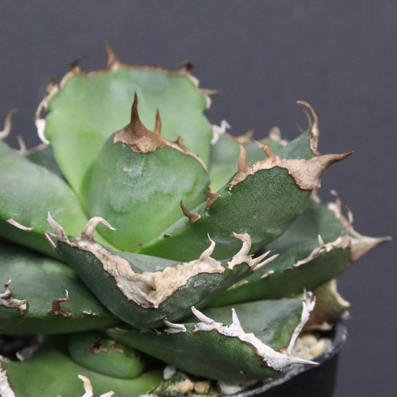 【DRAGON AGAVE】アガベ 清櫻　EC1241