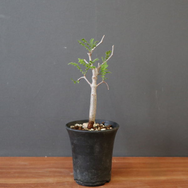 C.モンストローサ（実生） EC2703 – TaiShoDo ONLINE SHOP