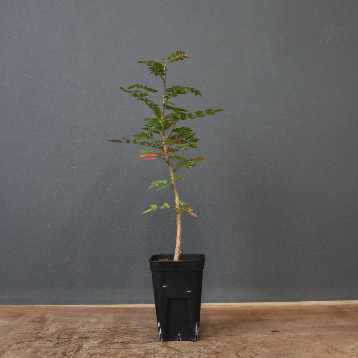 塊根植物 – 2ページ目 – TaiShoDo ONLINE SHOP