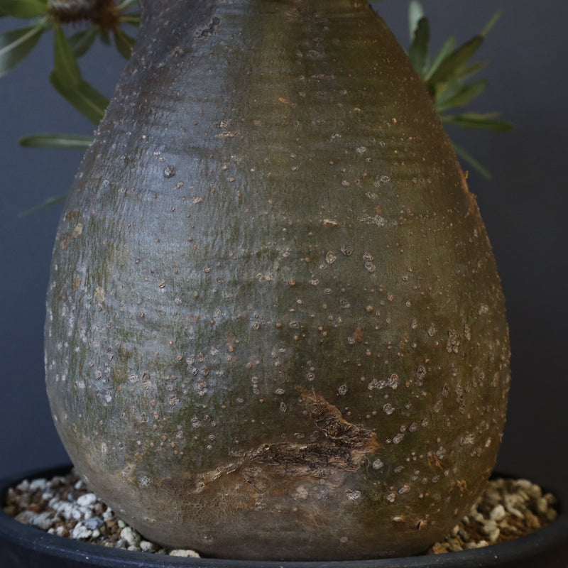 パキポディウム・グラキリス⑫ Pachypodium Gracilius パキポディウム グラキリス №11 littl