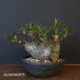 P.グラキリス 164【綴化】