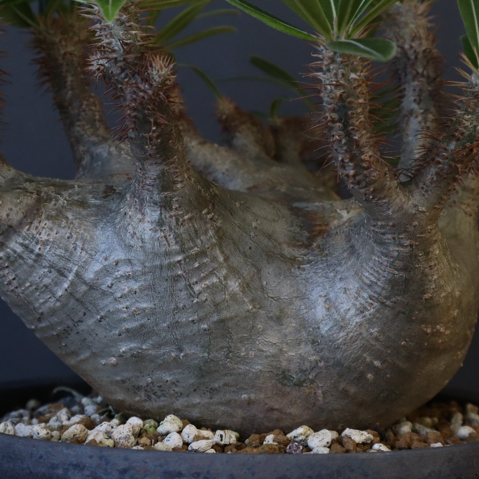 C*T様 パキポディウム　グラキリス P.グラキリス 164【綴化】 – TaiShoDo ONLINE SHOP