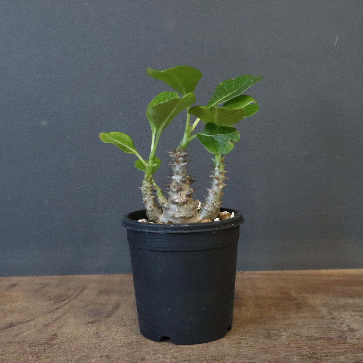 実生セット SALE対象 – 3ページ目 – TaiShoDo ONLINE SHOP