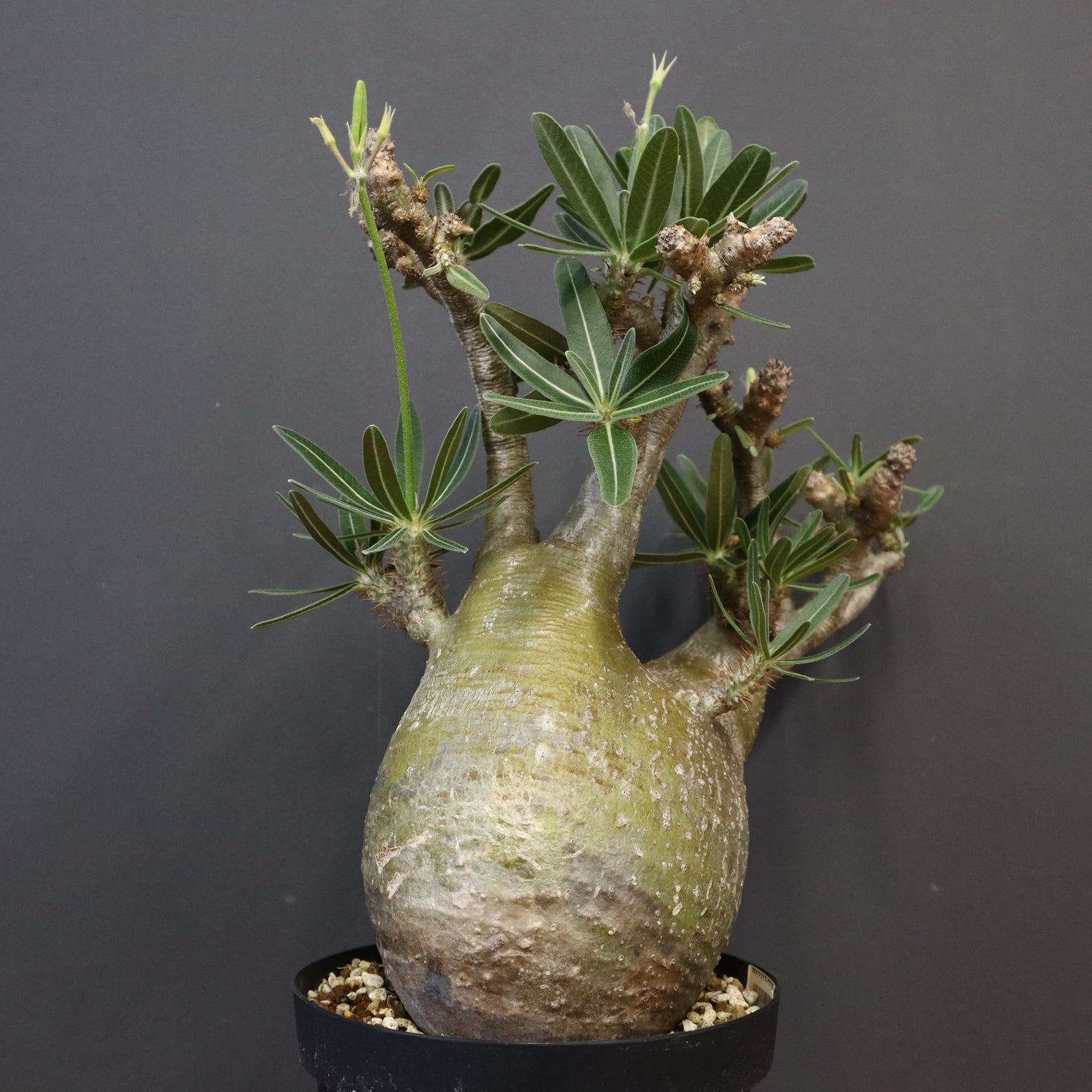 IMG_5270_fcb20cd6-4f38-400f-