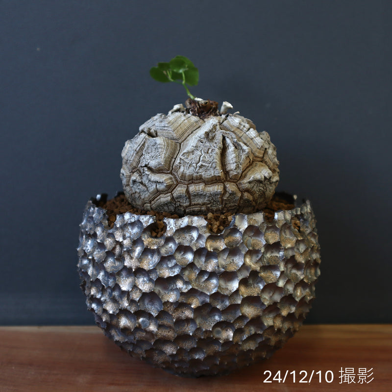 【雷土陶器鉢】亀甲竜 19