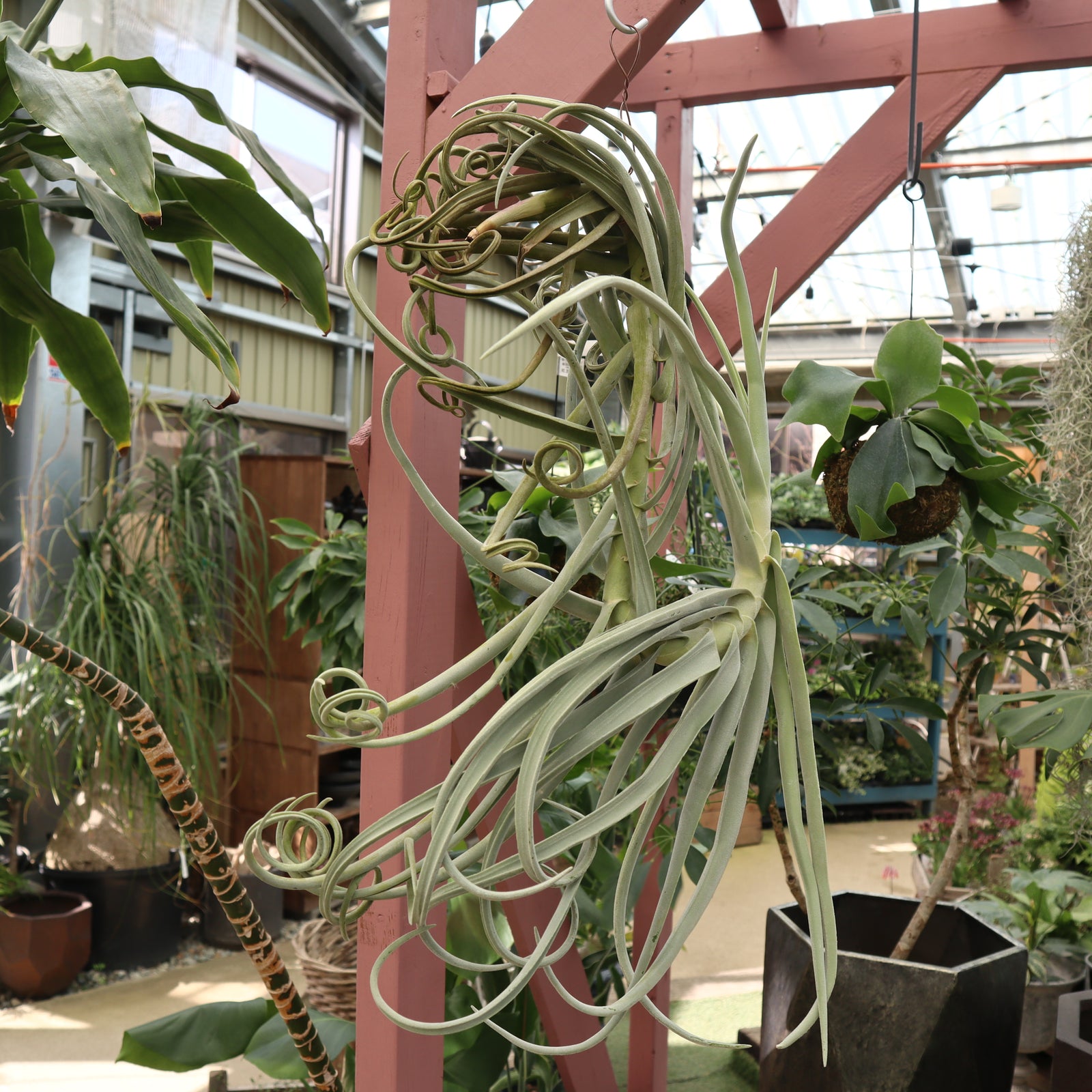 チランジア ドゥラティ 大株 エアープランツ