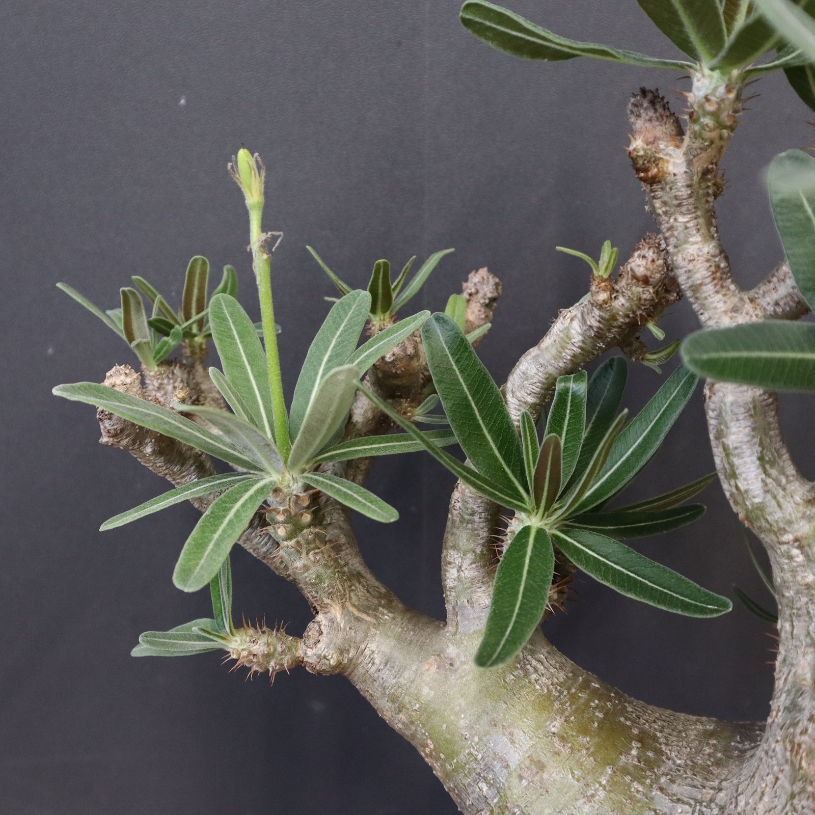 グラキリス専用です P.グラキリス 396 – TaiShoDo ONLINE SHOP