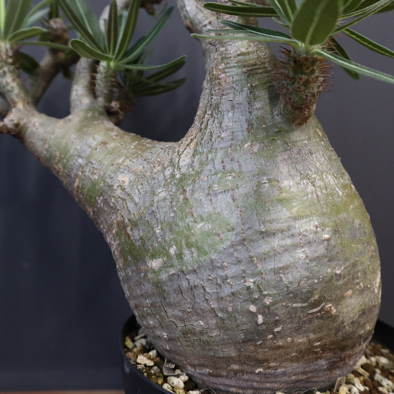 P.グラキリス 396 – TaiShoDo ONLINE SHOP