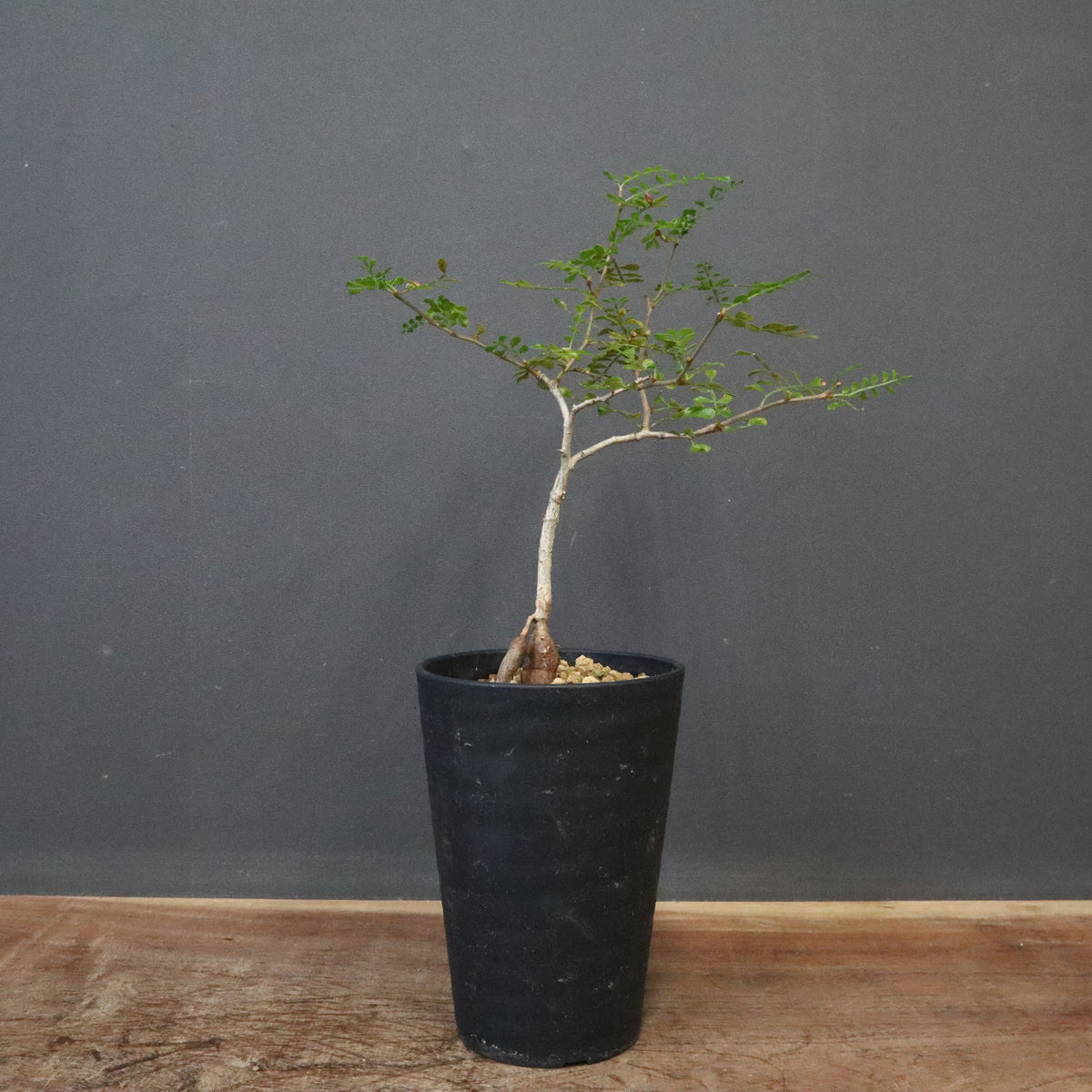 塊根植物 – 14ページ目 – TaiShoDo ONLINE SHOP