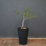 O.デカリー(実生) 27