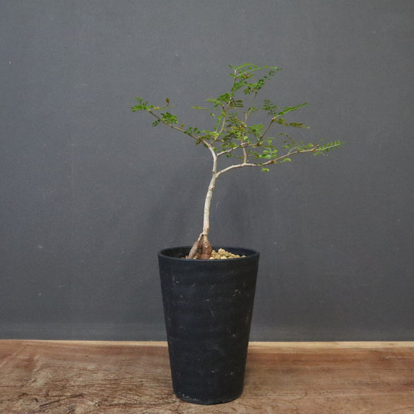 O.デカリー(実生) 27