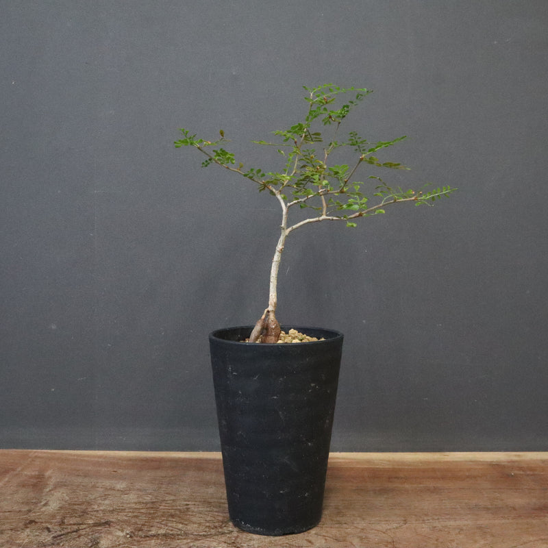 O.デカリー(実生) 27