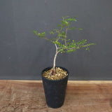 O.デカリー(実生) 27