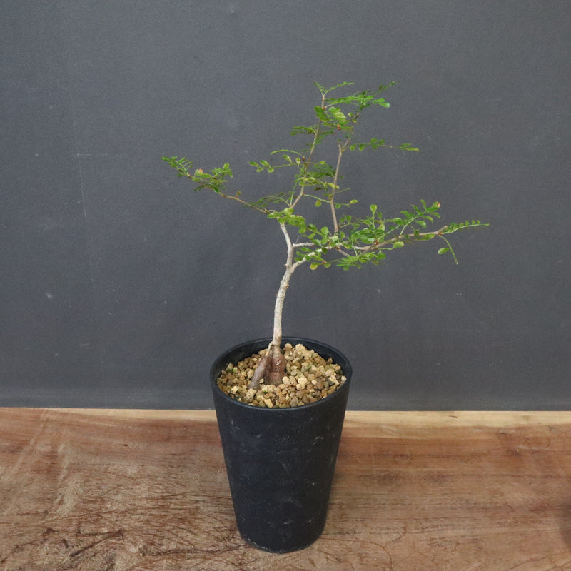 O.デカリー(実生) 27