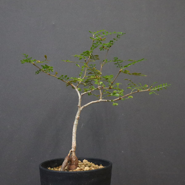 O.デカリー(実生) 27