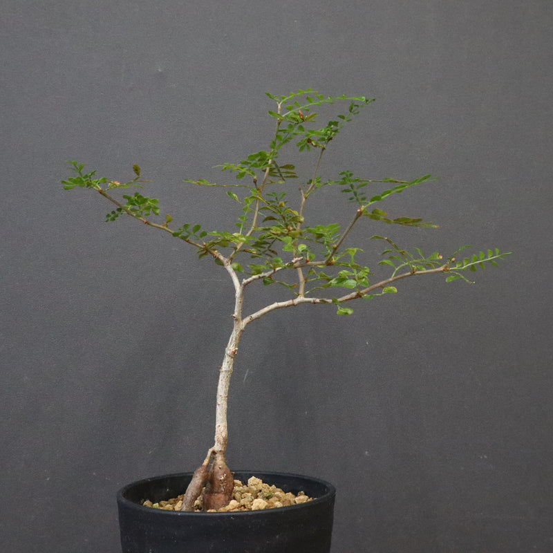 O.デカリー(実生) 27