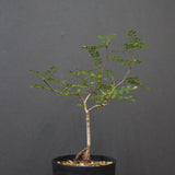 O.デカリー(実生) 27