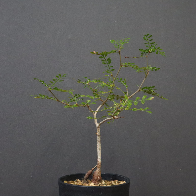 O.デカリー(実生) 27