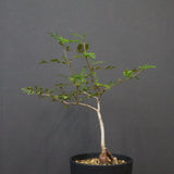 O.デカリー(実生) 27