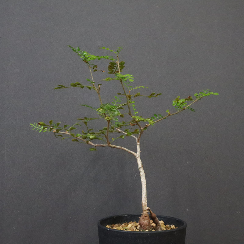 O.デカリー(実生) 27