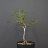 O.デカリー(実生) 27