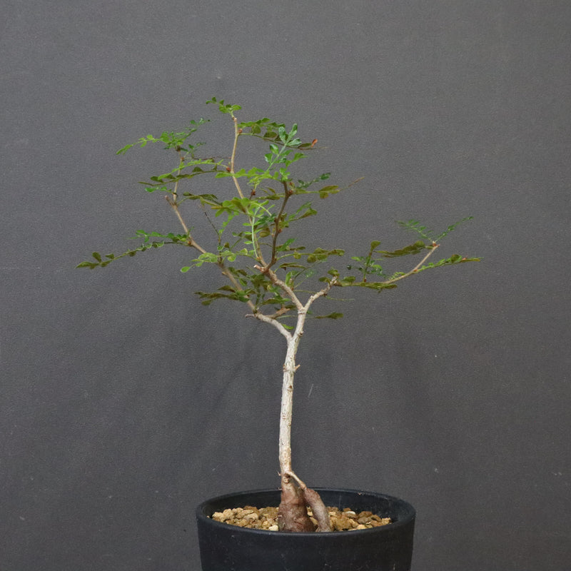 O.デカリー(実生) 27