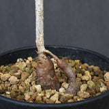 O.デカリー(実生) 27