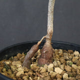 O.デカリー(実生) 27