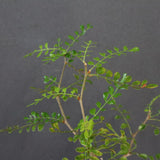 O.デカリー(実生) 27