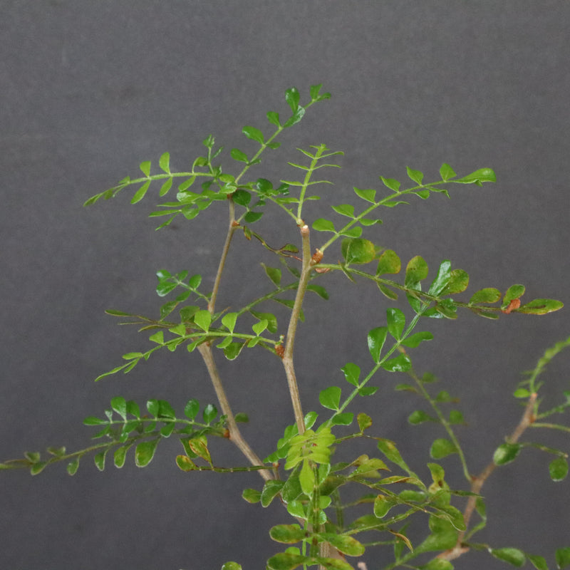 O.デカリー(実生) 27