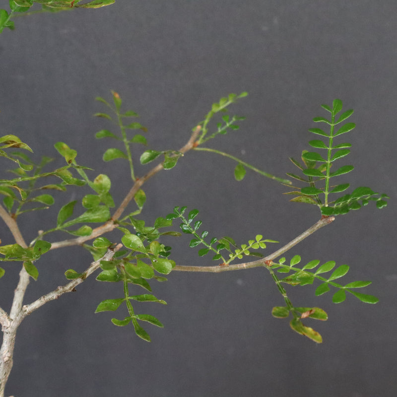 O.デカリー(実生) 27