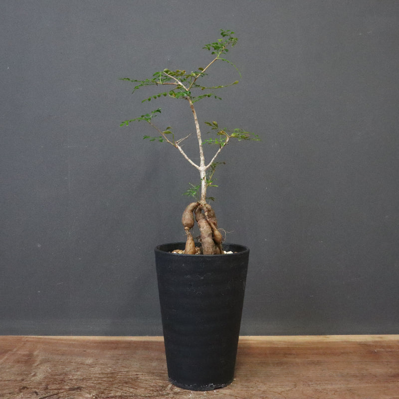 O.デカリー(実生) 30