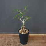 O.デカリー(実生) 30