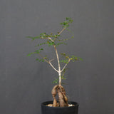 O.デカリー(実生) 30