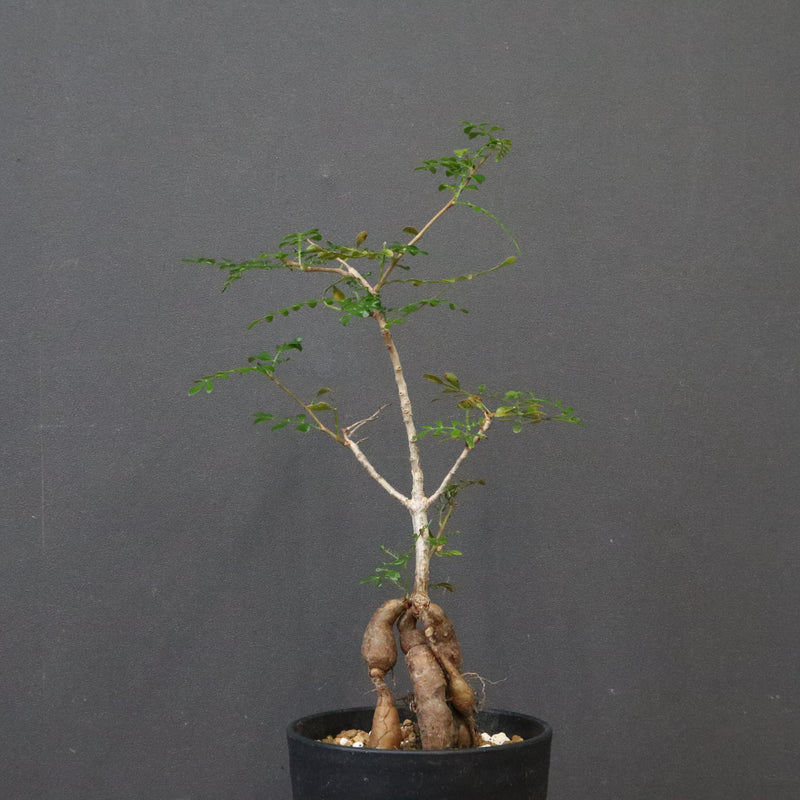 O.デカリー(実生) 30