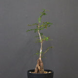 O.デカリー(実生) 30