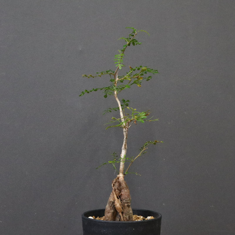 O.デカリー(実生) 30