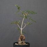 O.デカリー(実生) 30