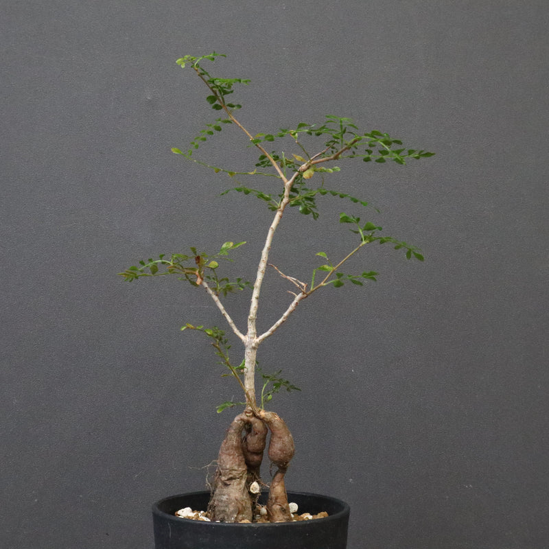 O.デカリー(実生) 30