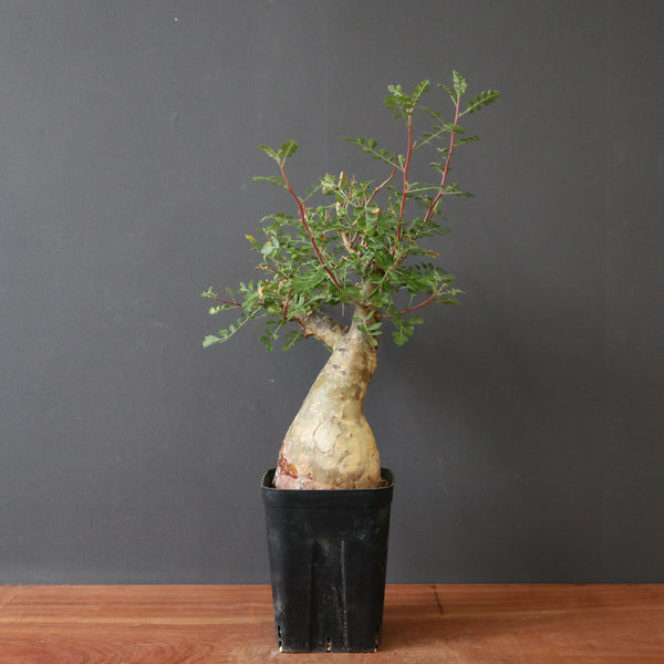 塊根植物 – 11ページ目 – TaiShoDo ONLINE SHOP